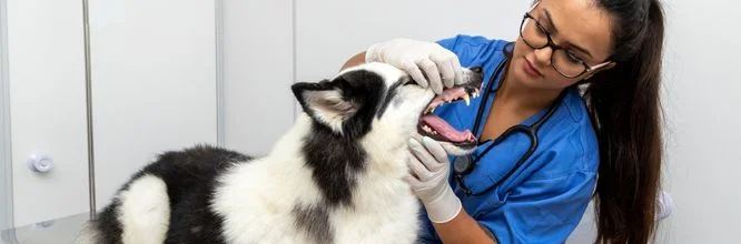 Cursos de odontología veterinaria